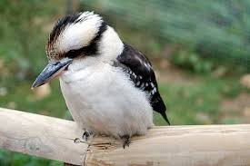 kookaburra 1.jpg