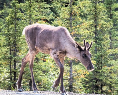 Near Stone Mountain, BC