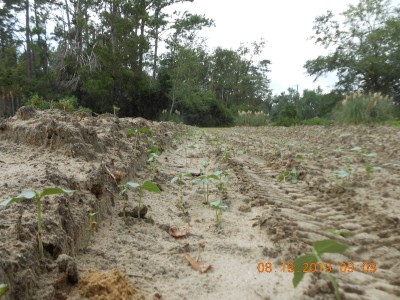 Volunteer peas will take over unless we keep them cut under with the disk harrow and chopped with the hoe around the pumpkin plants.