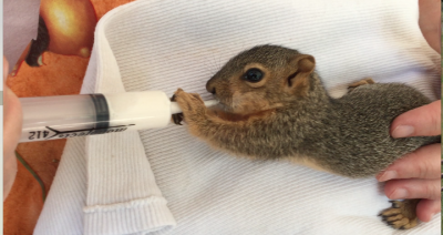 zippy nursing.png