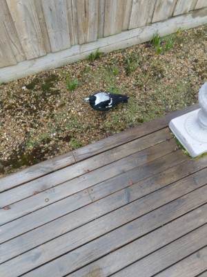 IMAG0092.jpg