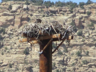 osprey nest