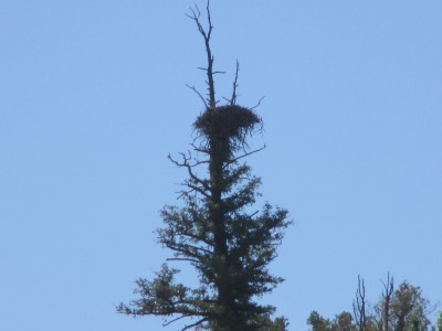 eagle nest