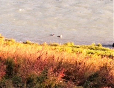 Two ducks to greet me after sunrise.