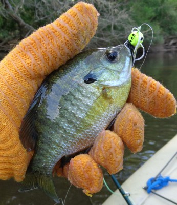 Bream