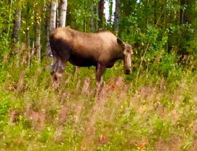 Moose near the lodge
