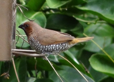 Lonchura punctulata