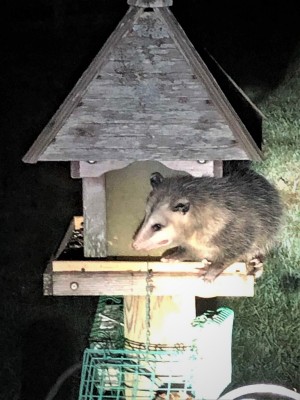 Opossum.jpg