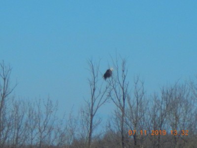 eagle008.JPG