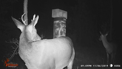 Looks like a buck for a grandson