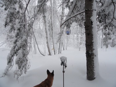 more snow 2019 004.JPG
