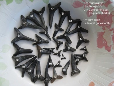 Shark teeth (1).JPG