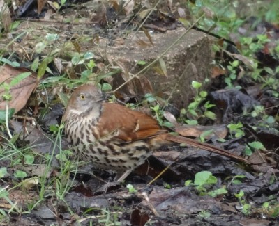 Brown Thrasher