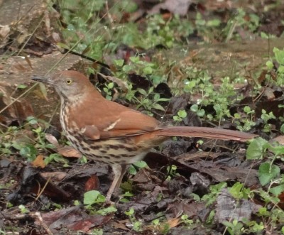 Brown Thrasher