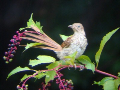Thrasher in Poke plant