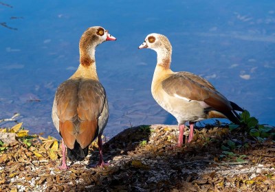 Ducks on Guadalupe.jpg