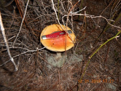 Rather than being called a toadstool we'll call this one  Moosestool for nw.