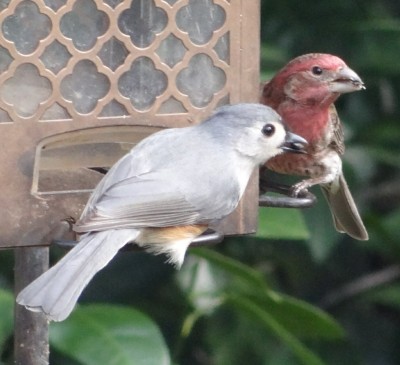 Tufted Titmouse and House Finch