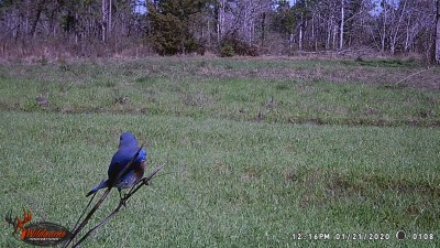 Eastern Bluebird