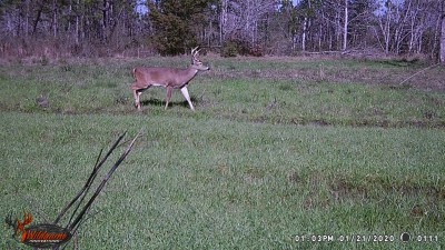 WGI_0111.JPG (333.95 KiB) Viewed 1265 times Middle of the day