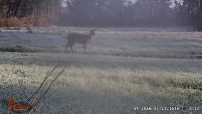 WGI_0122.JPG (230.86 KiB) Viewed 1265 times Walkin' in the frosty food plot