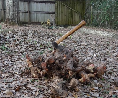 Greenbriar roots