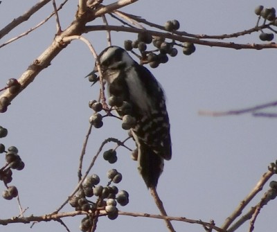 Downy Woodpecker