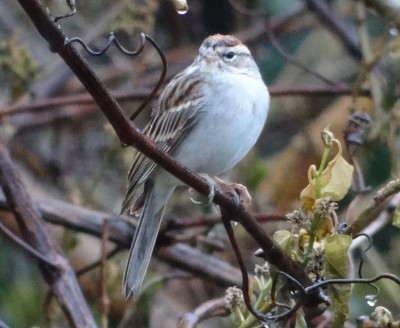 Chipping Sparrow11.jpg