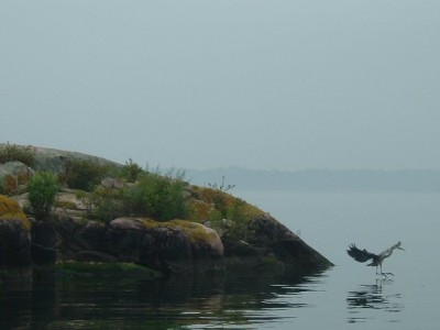 bird in flight.JPG
