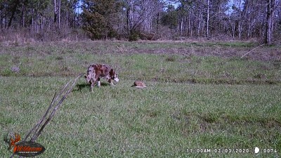 Miss Joy's dog checking out a "deer block".