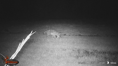 Might even be a "coyote block".