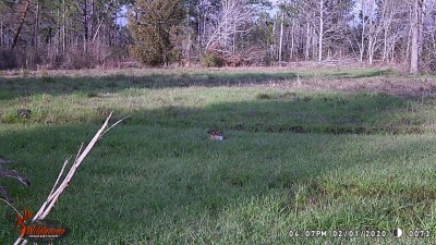 Can't tell who this was, only the hind legs at the bottom left of the picture.