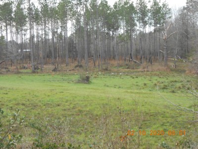 White Florida Ibises feeding in the food plot