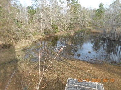 3 Ibis landed next to the deer stand