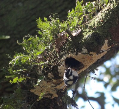Downy Woodpeckers