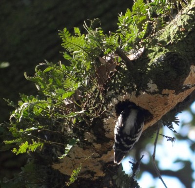 Downy Woodpeckers