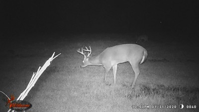 This is the deer I killed last Tuesday afternoon, here he is in the Rye grain food plot.