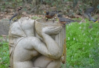Robins and Cedar Waxwings