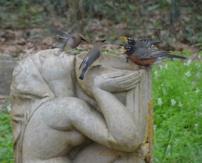 Robins and Cedar Waxwings