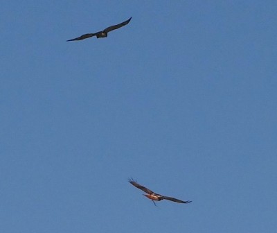Red Tail Hawks