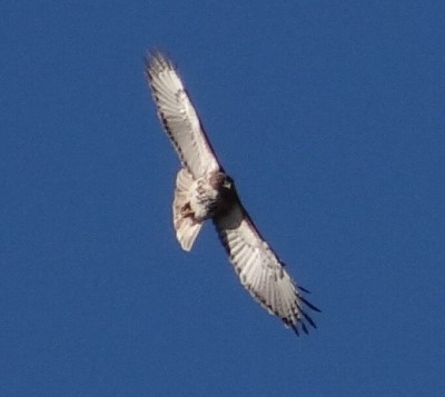 Red Tail Hawk