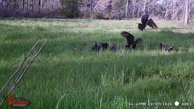 Both varieties of buzzards working on the bones.