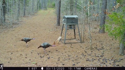 Feeder Turkeys.JPG