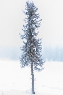 One lone tree in the middle of the storm