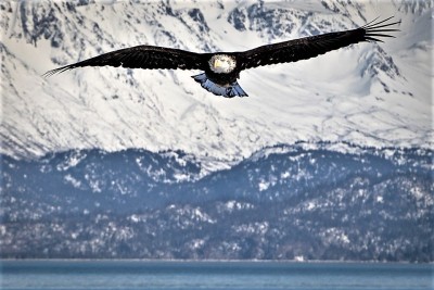 Eagle down near Homer, AK