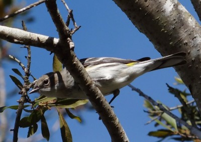 Yellow-rumped Warbler