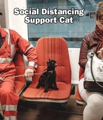 SUPPORT CAT.jpg