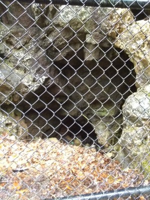 IMG_20200328_114354788.jpg