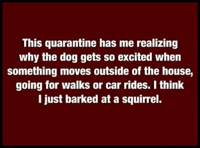 quarantined dogs.png