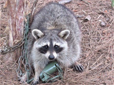 Trapped Coon #1.JPG